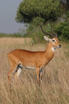 公園