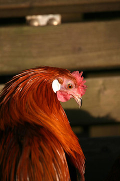 矮的鳳凰