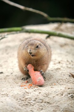 嚙齒類動物
