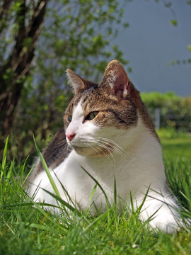katzenportrait