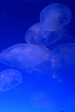 水母2