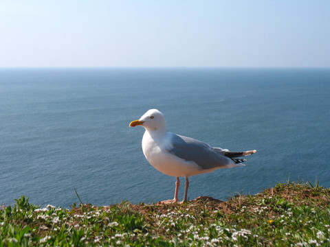 海鷗