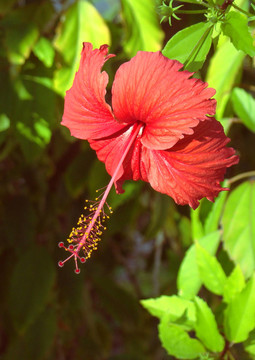 木槿花