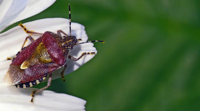 BUG