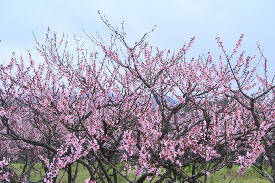 漫山遍野的桃花