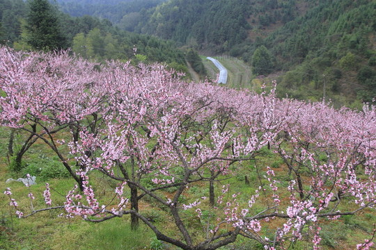 漫山遍野的桃花