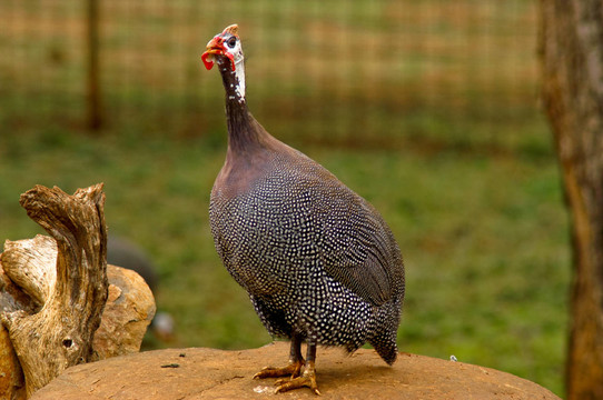 helmperlhuhn
