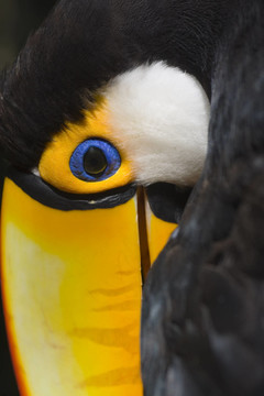 鳥眼
