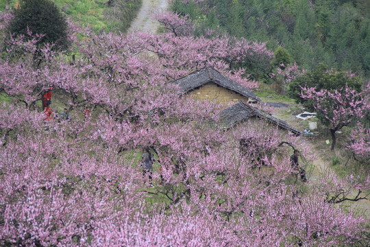 漫山遍野的桃花