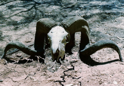 沙漠