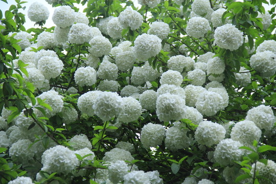 繡球莢蒾木繡球