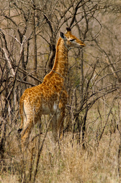 giraffenbaby