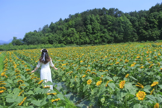 向日葵花海