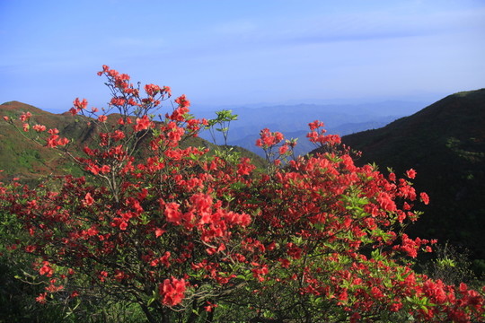 杜鵑花