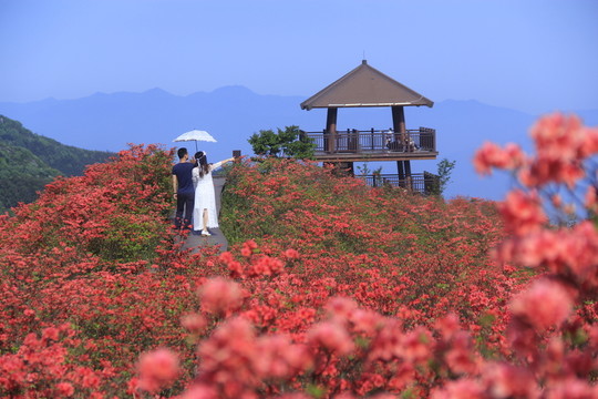 大圍山杜鵑花海