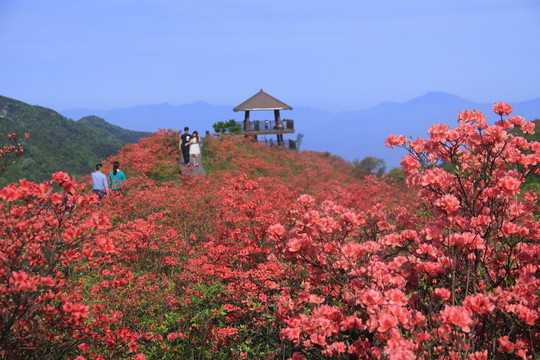 大圍山杜鵑花海