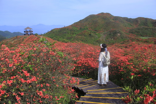 大圍山杜鵑花海