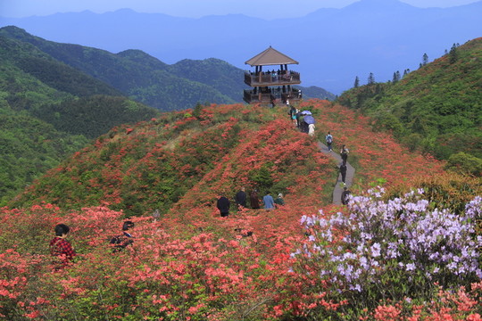 大圍山杜鵑花海