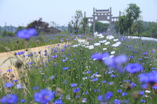 道林古鎮(zhèn)