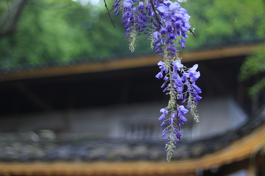 紫藤花