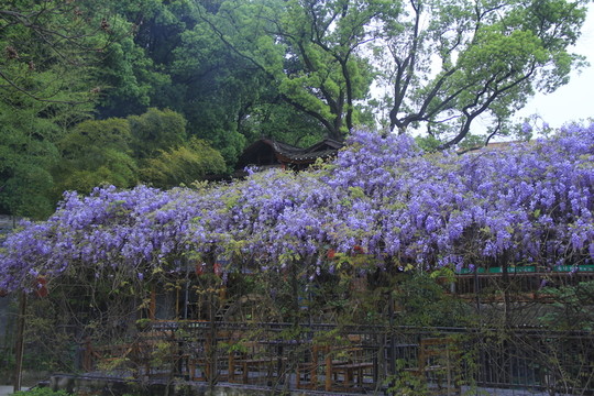 紫藤花