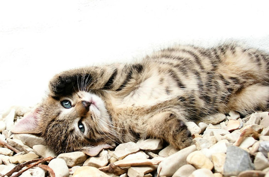 katzenakt石頭