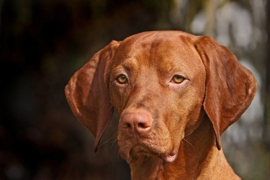 匈牙利維茲拉犬