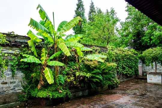 雨后庭院 庭院綠色 香蕉樹