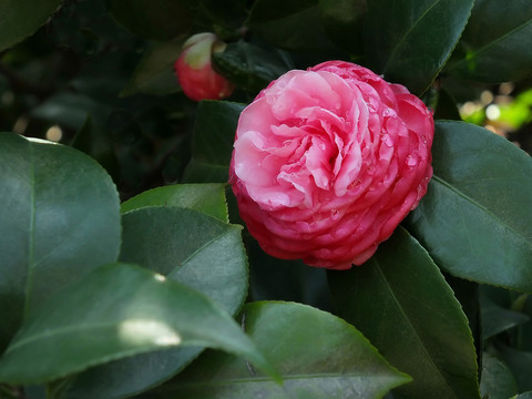 紅茶花