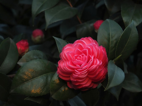 紅山茶