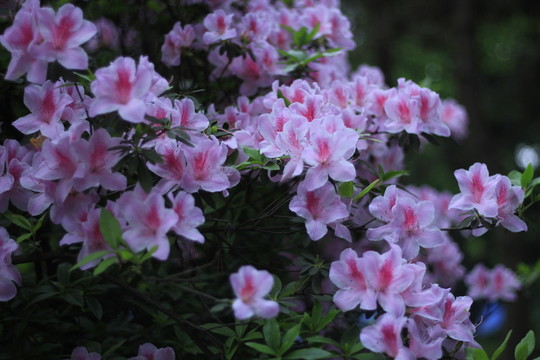 莫爾杜鵑花
