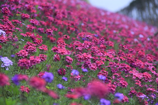 香水草花