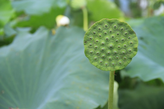 蓮蓬