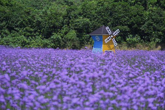 石侖關(guān)紫色馬鞭草花海