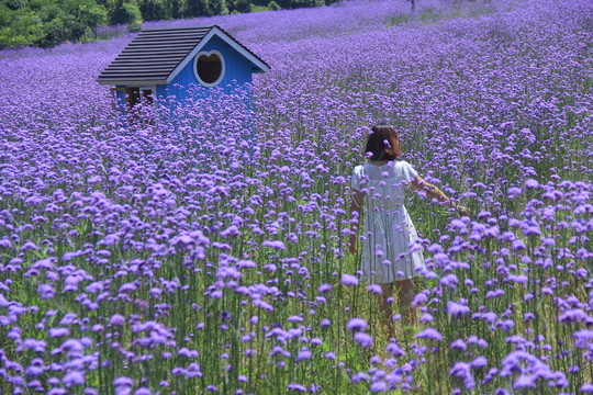 紫色馬鞭草花海