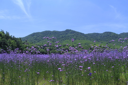 紫色馬鞭草花海