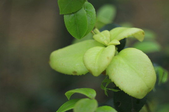 茶樹上的茶耳