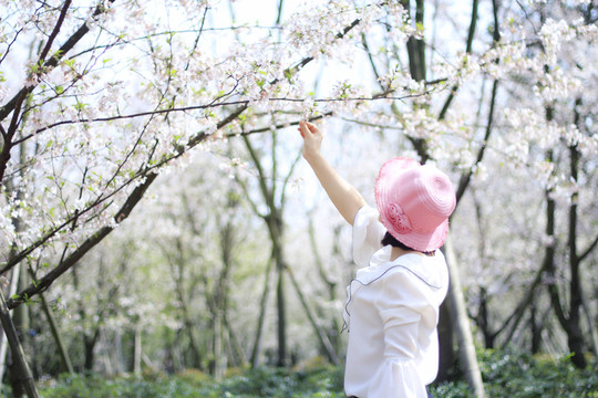 賞櫻花拍櫻花