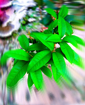桂花樹(shù)