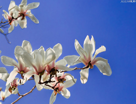 向陽(yáng)花木早逢春