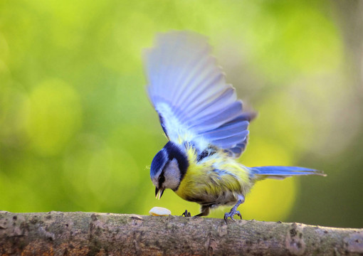bluetit