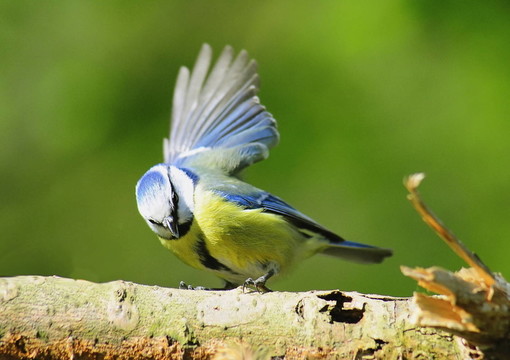 bluetit