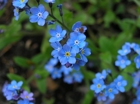 藍色的花