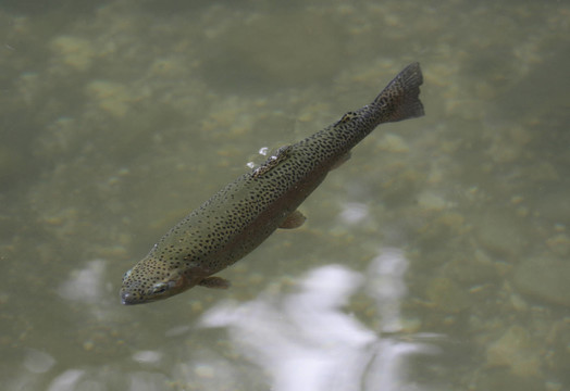 鱒魚