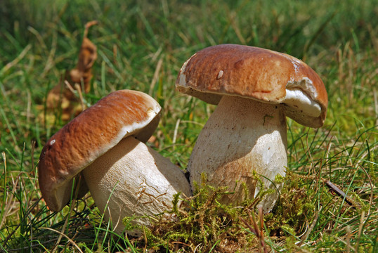 苔蘚