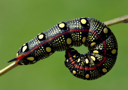 schmetterlingsraupe