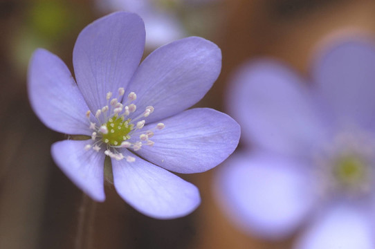 藍(lán)色的花