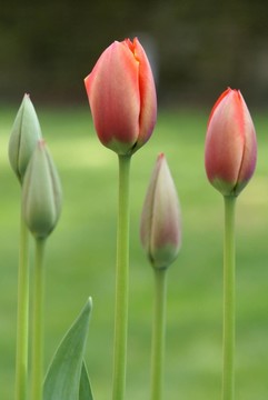 花園