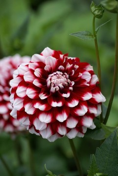 花園