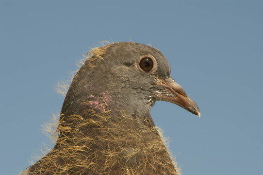 鳥